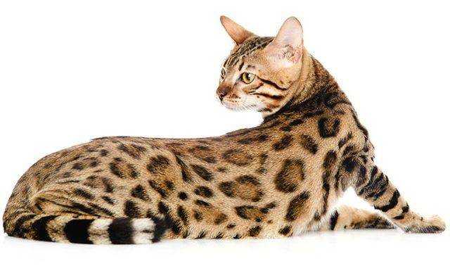Самые большие кошки в мире (домашние породы и дикие): фото и описание