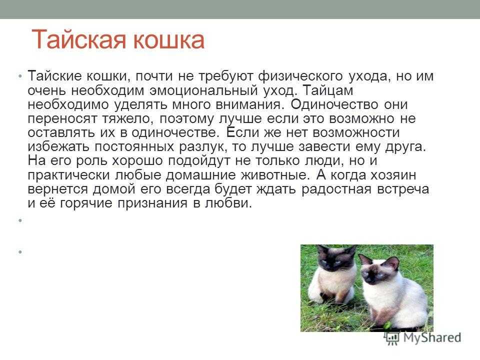 Анатолийская кошка (турецкая короткошерстная): фото, описание породы, цена