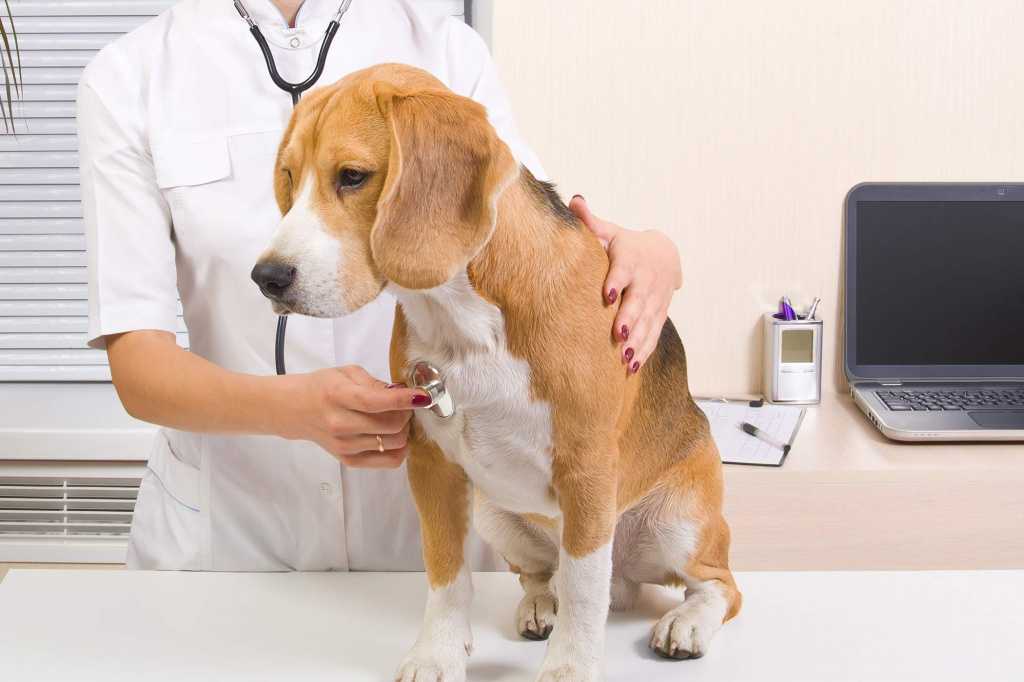 Что такое аспирационная пневмония у собак и кошекветлечебница рос-вет