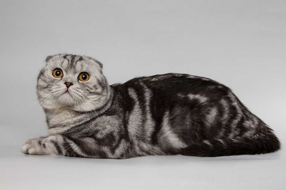 Шотландская порода кошек окрасы. Шотландский вислоухий скоттиш. Шотландский скоттиш фолд тигровый. Шотландская вислоухая кошка табби. Шотландская короткошёрстная кошка вислоухая.