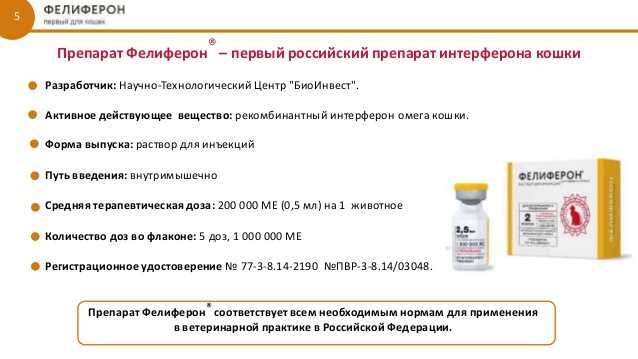 Препарат фелиферон - первый российский препарат интерферона кошки