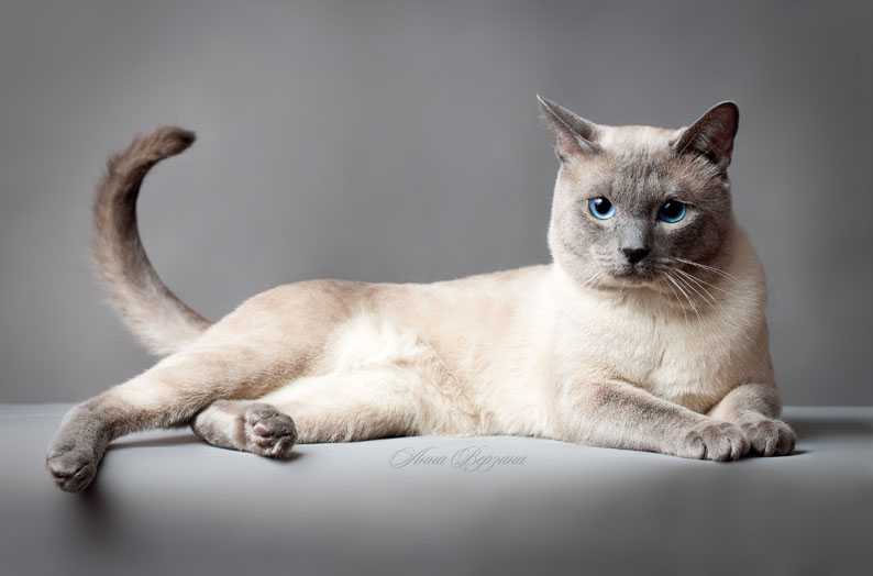 Тайская порода кошек