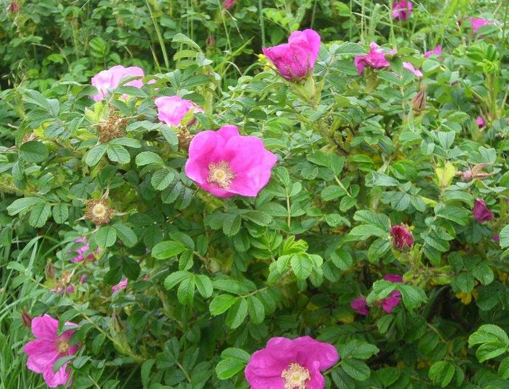 Роза морщинистая: описание, выращивание, размножение
