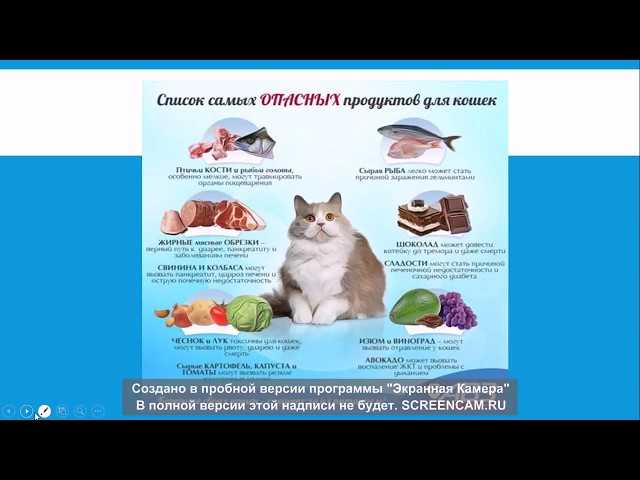 Чем кормить котёнка: кормление котят в зависимости от возраста,списки продуктов, видео