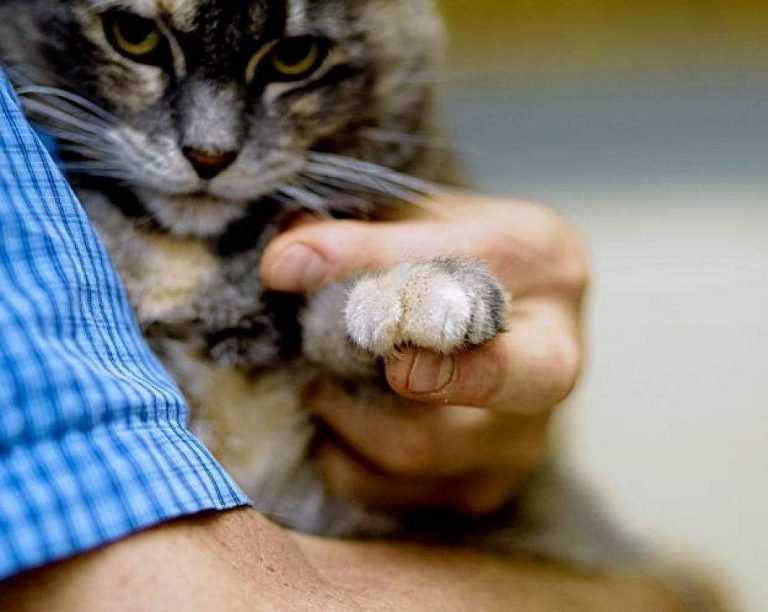 Удаление когтей у кошек - последствия онихэктомии. ветеринарная клиника "зоостатус"