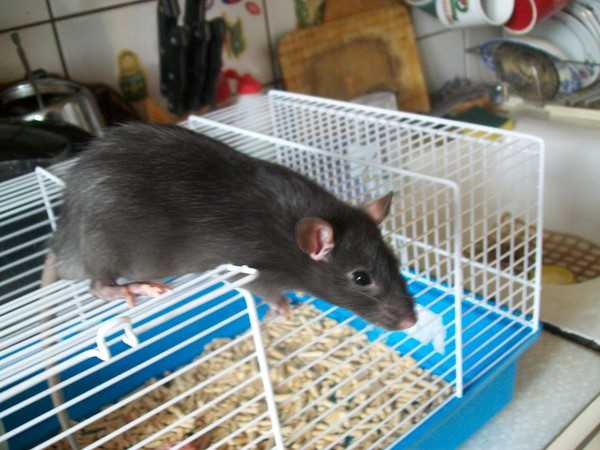 Пыльная мышь или крыса разрушающая законы генетики.. обсуждение на liveinternet