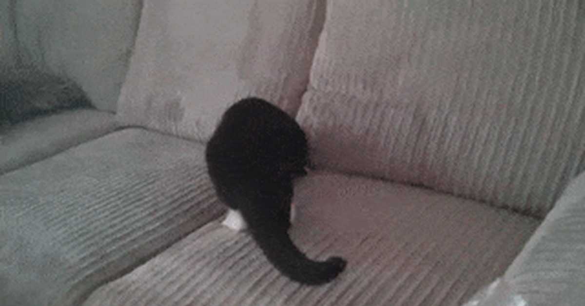 Кошка просится под одеяло почему