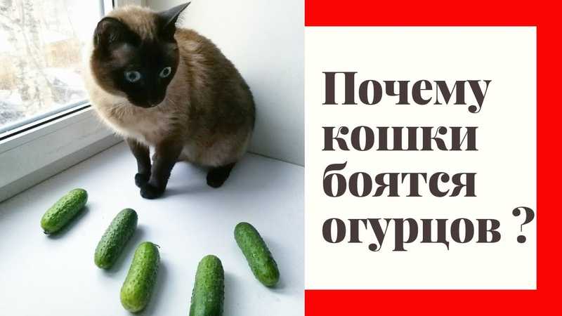 Почему кошки боятся огурцов на supersadovnik.ru