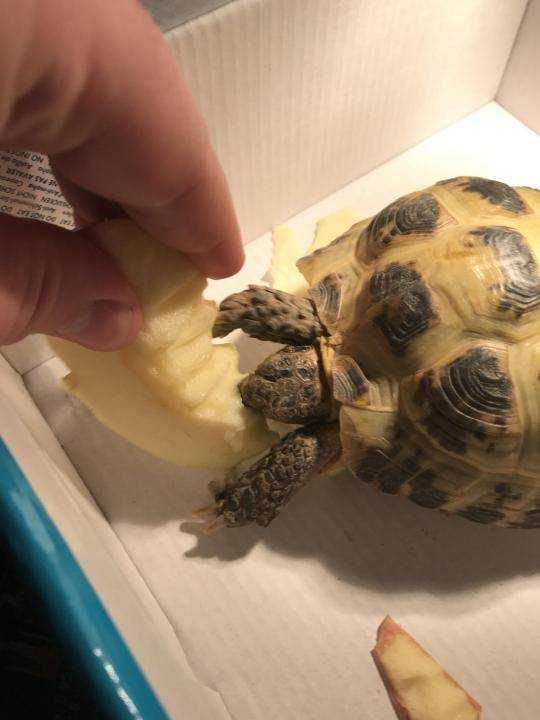 Размножение черепах в неволе - все о черепахах и для черепах