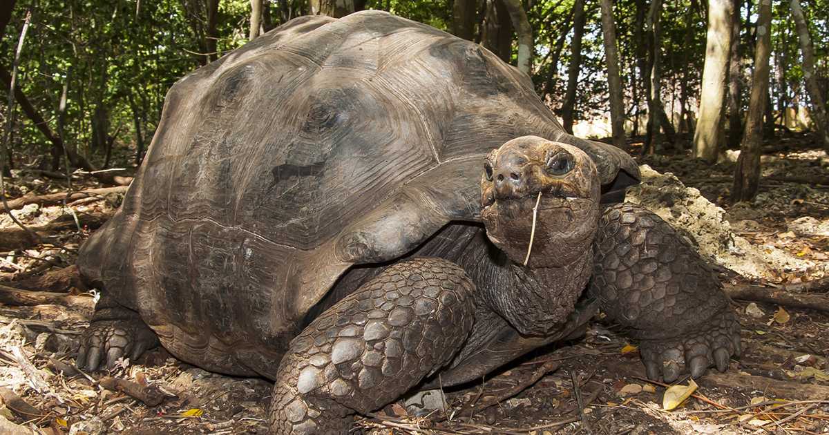 Галапагосская черепаха (слоновая)