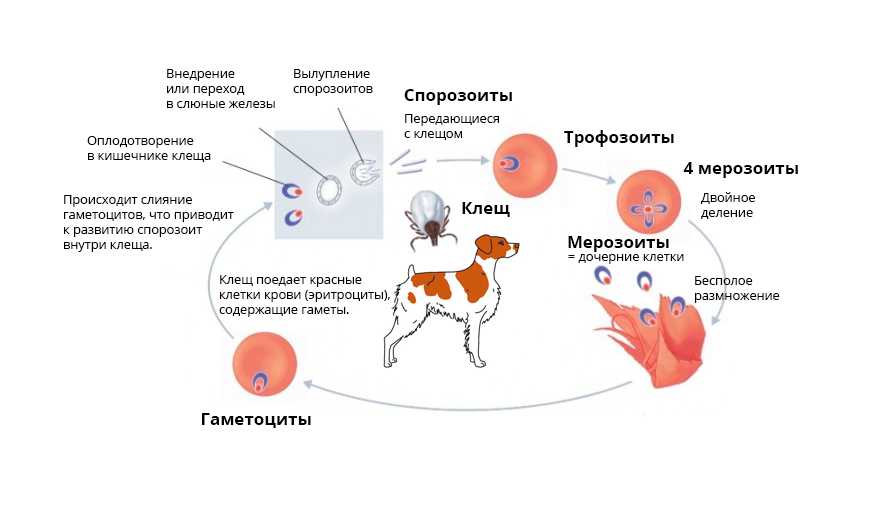 Что такое пироплазмоз у собак симптомы, лечение, последствия и признаки