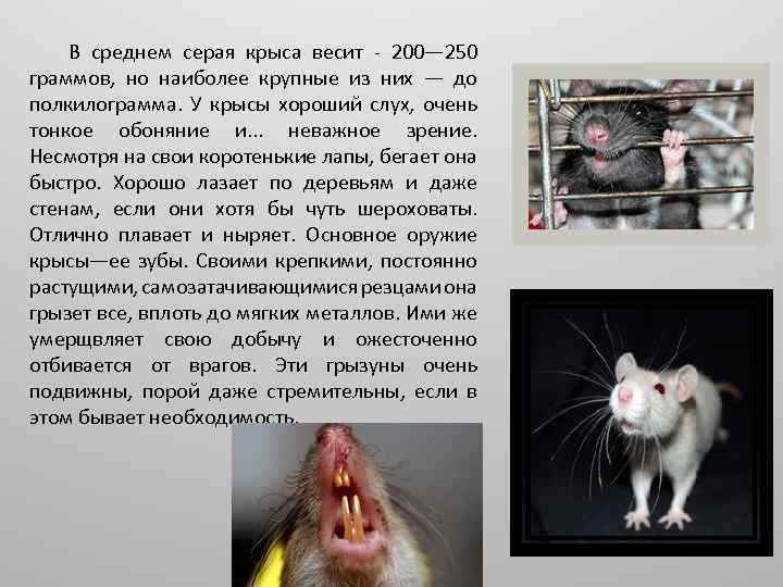 Как долго могут жить домашние крысы?