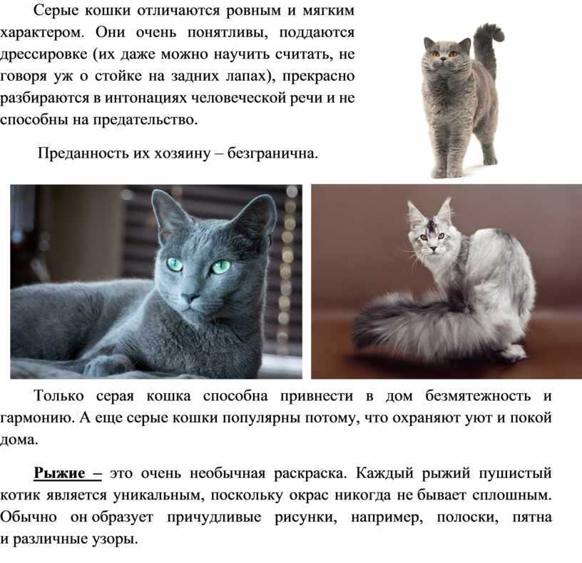 Шантильи-тиффани: описание породы кошек, фото и видео материалы, отзывы о породе