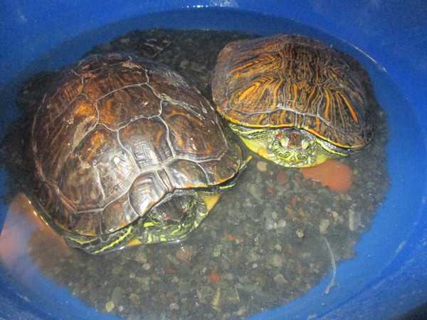 Как и когда водные красноухие черепахи впадают в спячку в домашних условиях