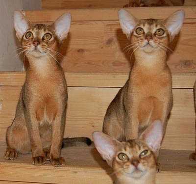 Порядок приобретения абиссинских котят в питомнике асин