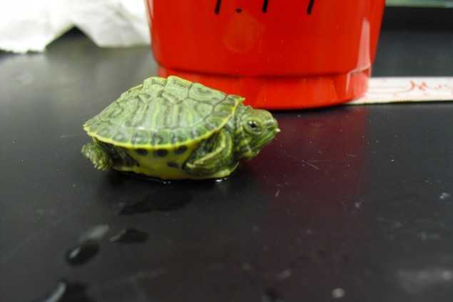 Почечная недостаточность у черепахи: вялая и перестала есть - научная статья центра ответ