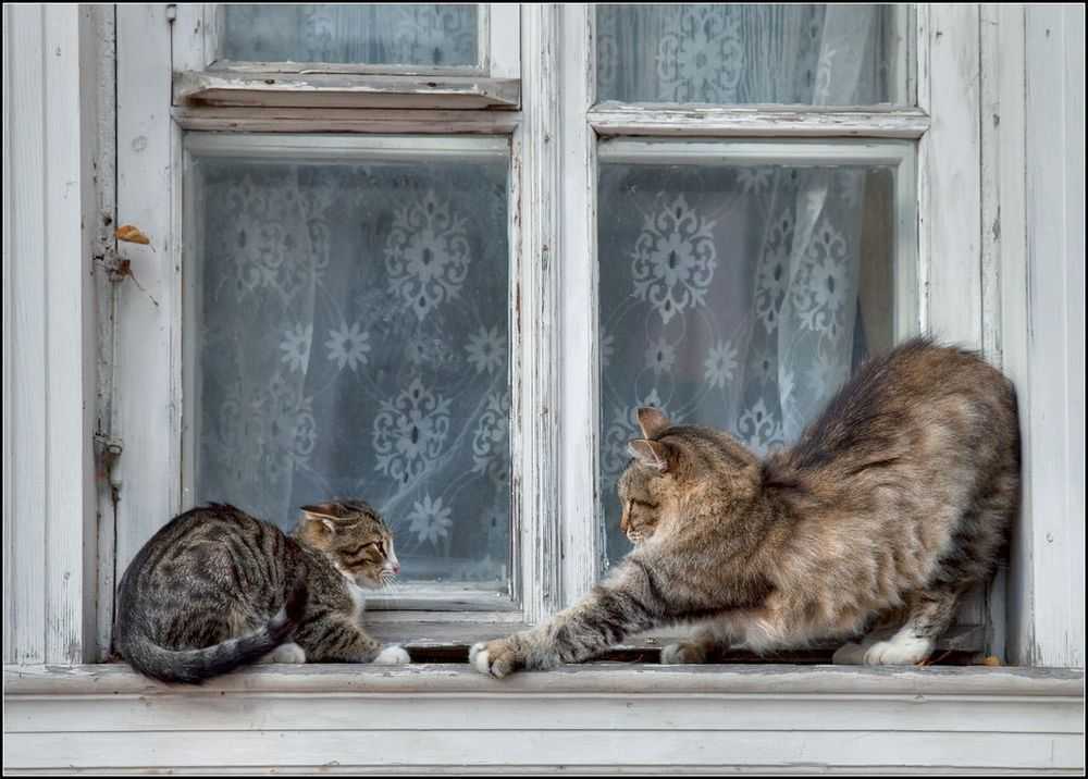 Открытые окна и любопытство: чем грозит кошке падение с высоты? | новости | публикации — petstory