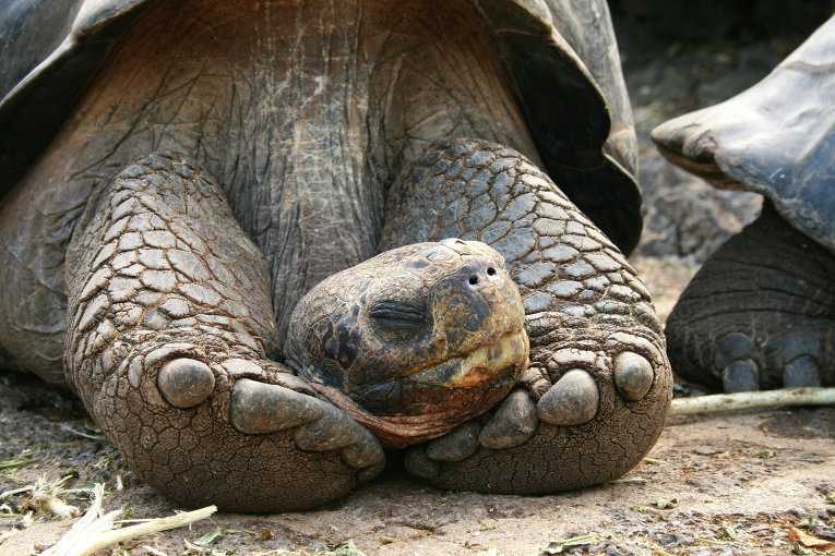 Самые старые черепахи в мире: список рекордсменов-долгожителей