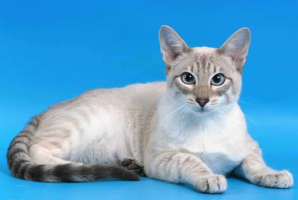 Тайская кошка: описание породы и характер, содержание, чем кормить, окрасы, фото | zoosecrets