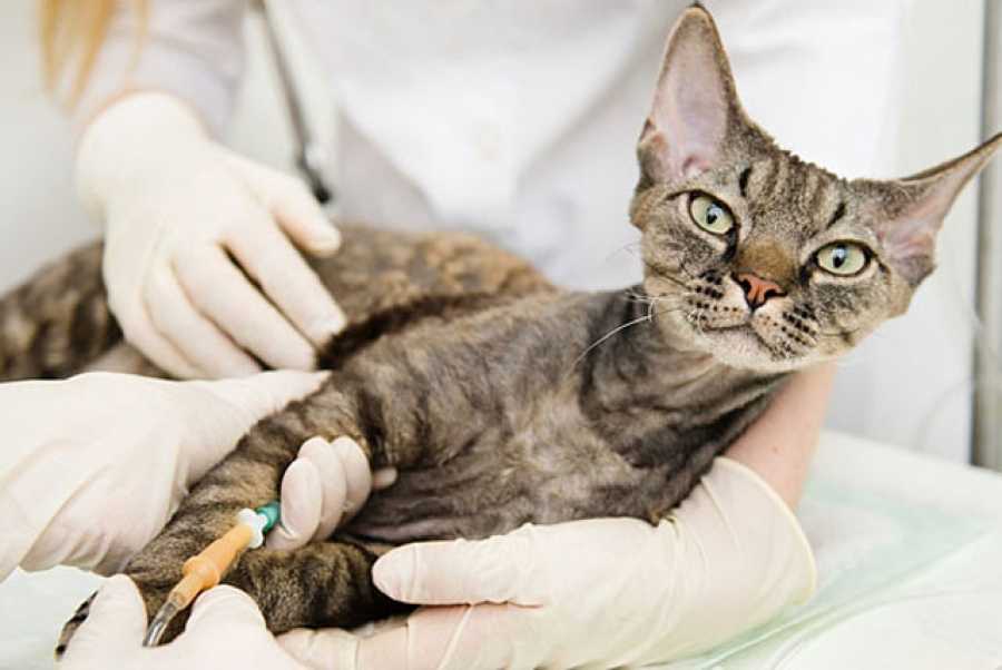 Коронавирус у кошек: симптомы и лечение - ветеринарные статьи специалистов клиники «джунгли»