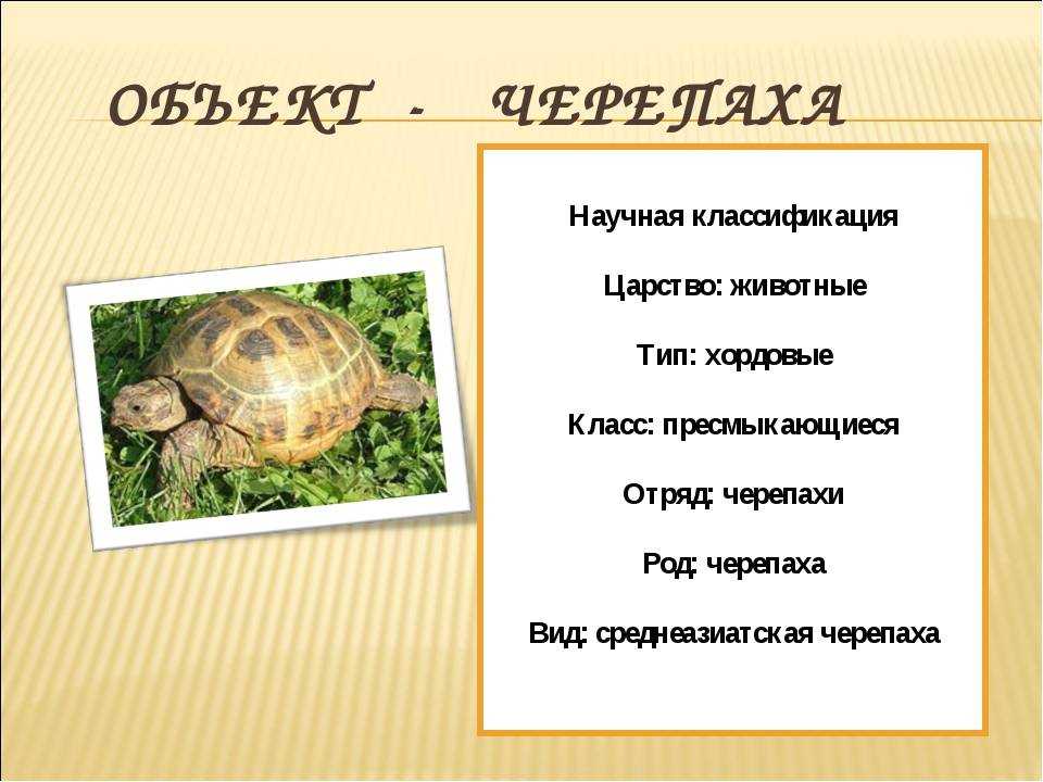 К какому отряду относится черепаха. Классификация черепахи. Черепахи царство Тип класс отряд вид. Черепаха отряд семейство. Систематика сухопутной черепахи.