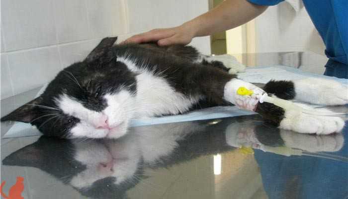Энтерит у кошки - виды энтеритов, симптомы и лечение