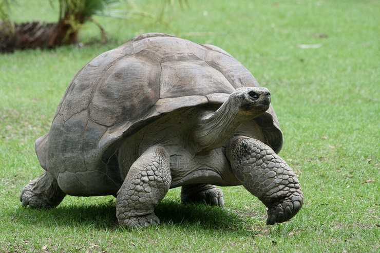 ᐉ гигантская черепаха джонатан: короткая биография и интересные факты - zoopalitra-spb.ru