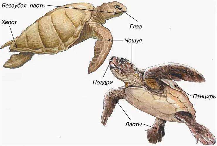 Как размножаются красноухие черепахи?