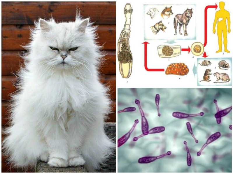 Глисты (гельминты) у кошек - диагностика и лечение гельминтоза | берлога