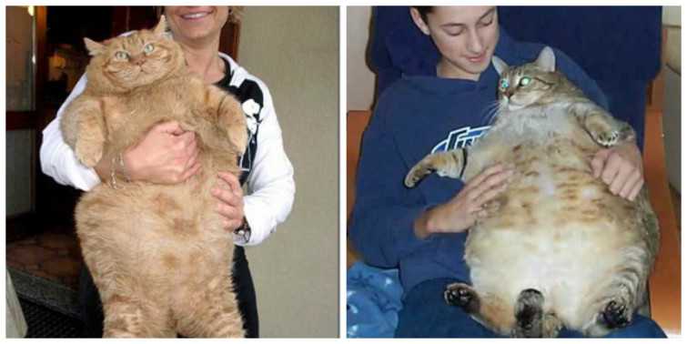 Толстого кота в мире. Самый толстый кот в мире химми. Кот химми 21 кг. Кошка химми 22 кг. Рекорд Гиннесса самый толстый кот.