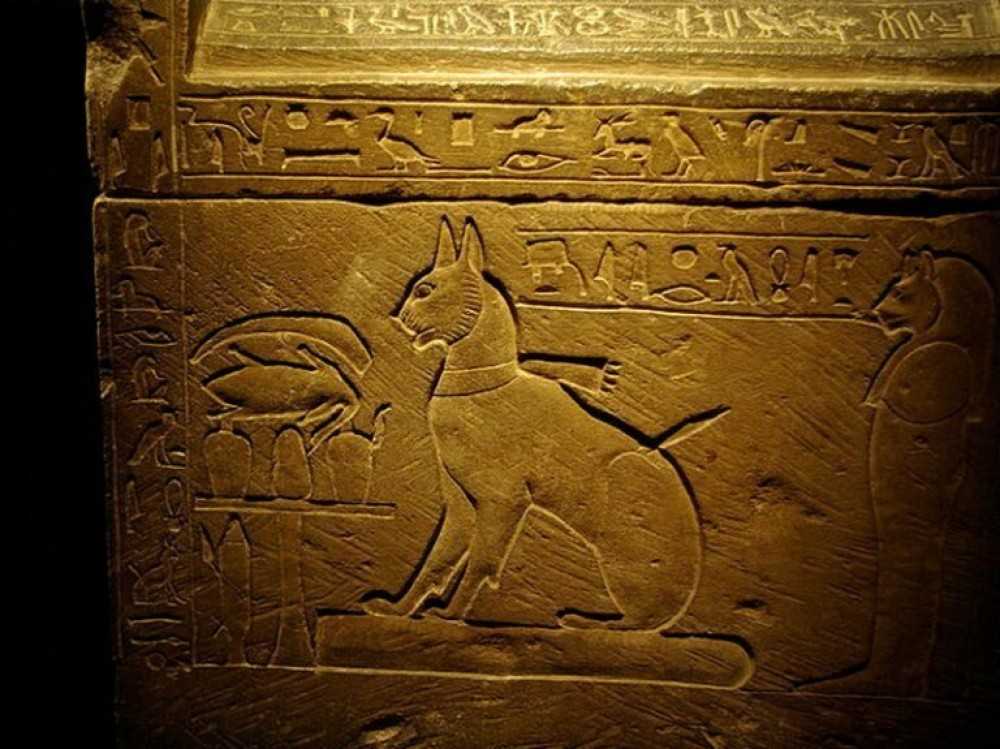 Кошачий культ: почему древний египет превозносил мир кошачих? | крамола