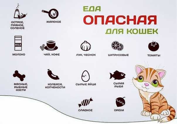 Каким должен быть режим питания кошки?