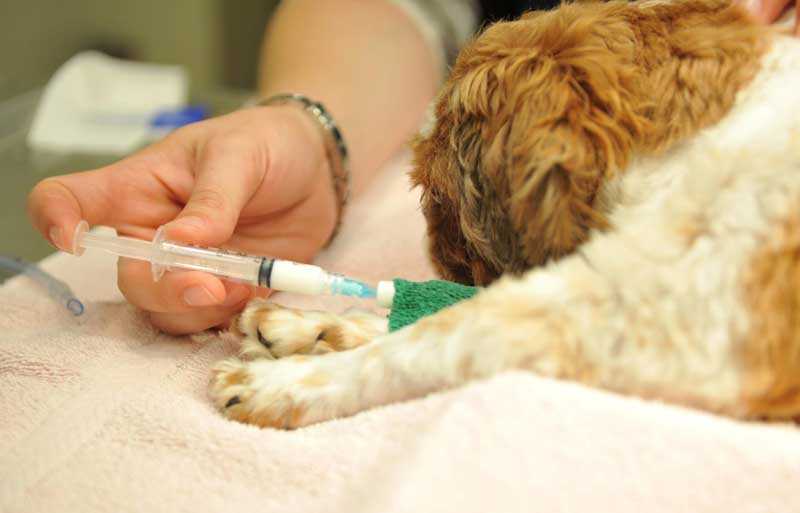 Как долго собака отходит от наркоза после стерилизации? - отвечает  ветврач