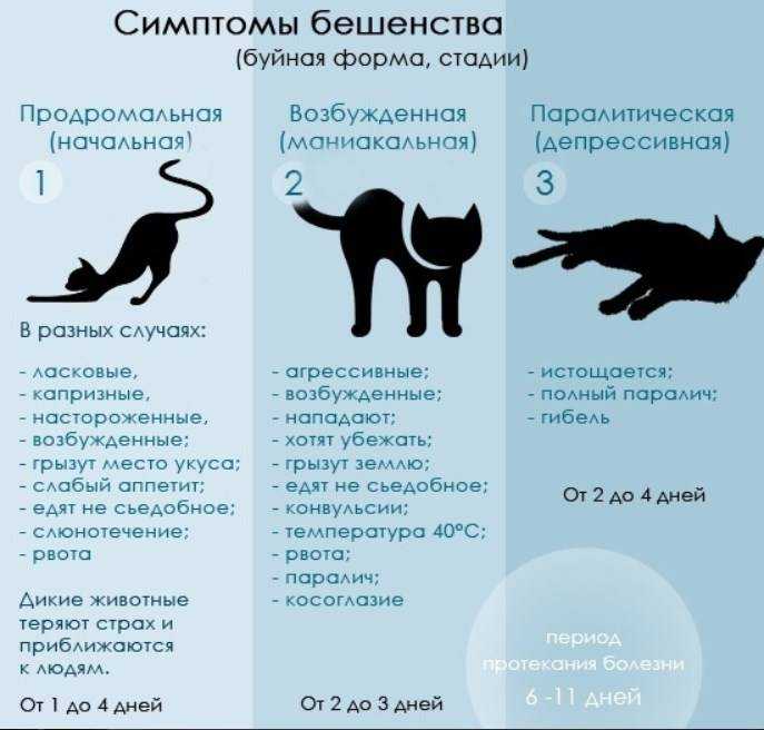 Распространённые болезни нервной системы у кошек, их лечение | блог ветклиники "беланта"