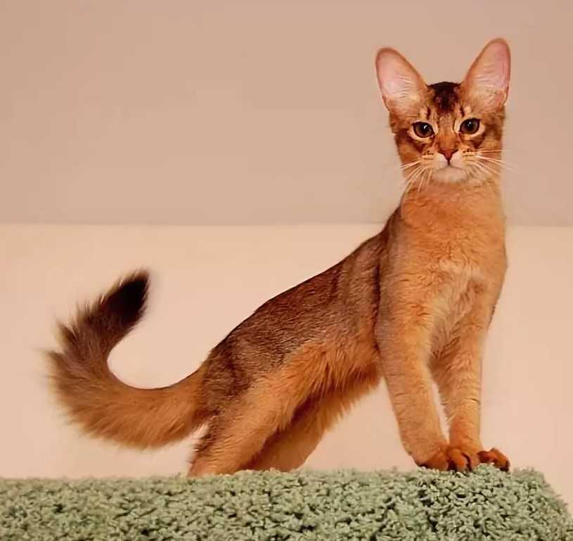 Сомалийская кошка: описание породы с фото, особенности ухода за животным