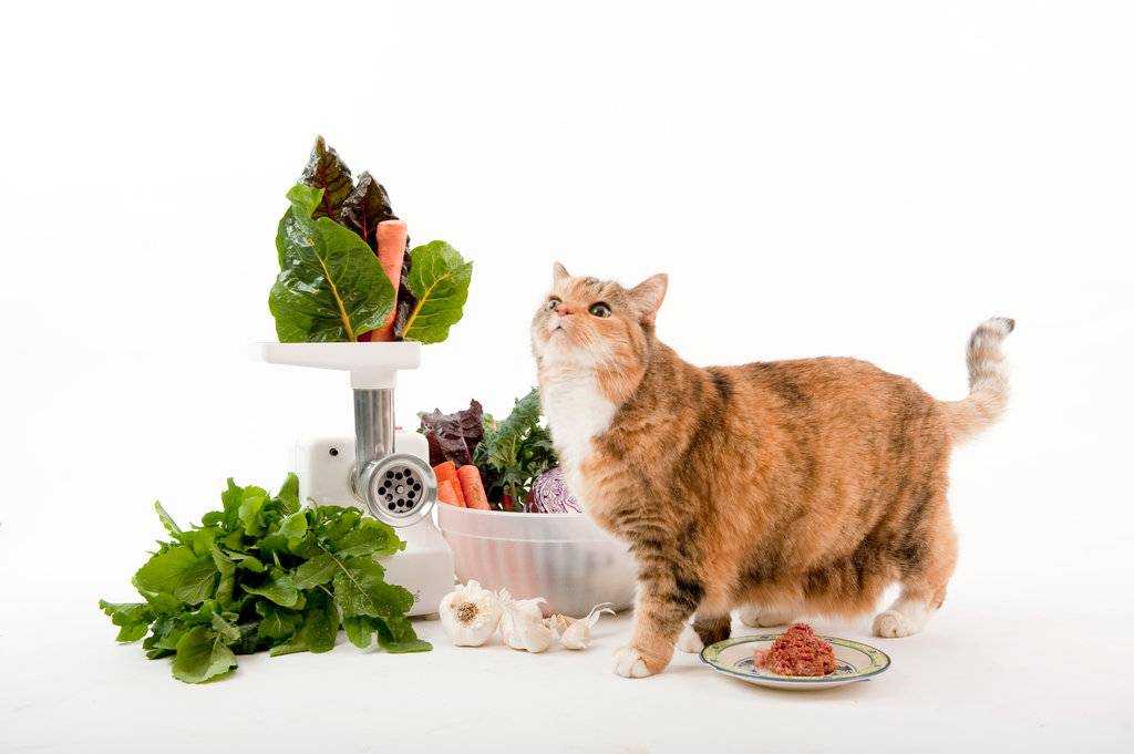 Натуральное питание для кошек. чем можно кормить и как готовить еду для домашних любимцев?