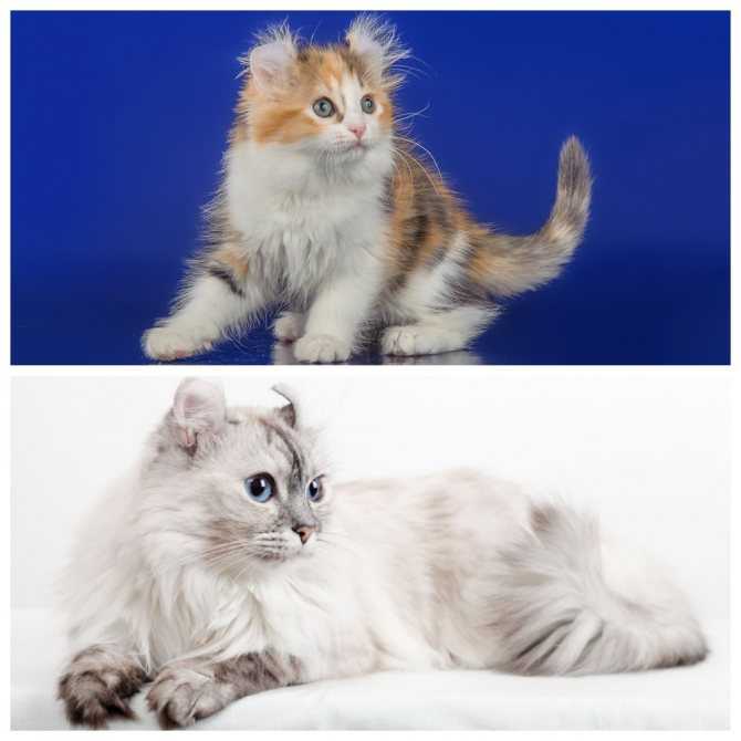 Американский керл кошка фото цена, описание породы, отзывы владельцев