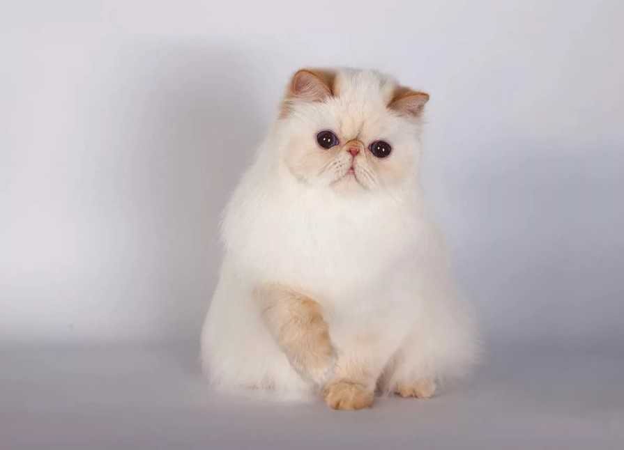 Гималайская кошка – пушистая красавица с колор-пойнтовым окрасом