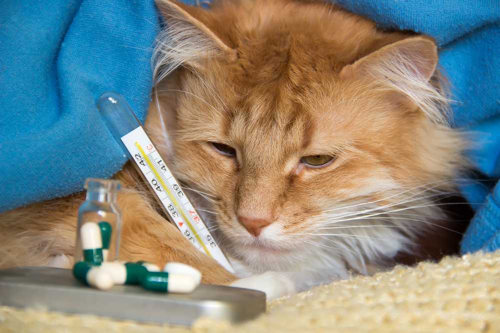 Энтерит у кошек: виды, симптомы и лечение