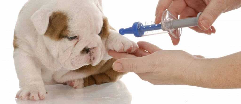 В каком возрасте делают первые прививки щенкам, первая и вторая прививка щенку в ветклинике зоостатус