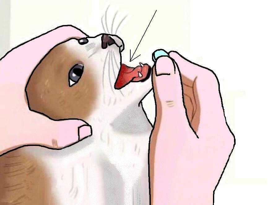 Уколы (таблетки, капли) против гуляния кошки