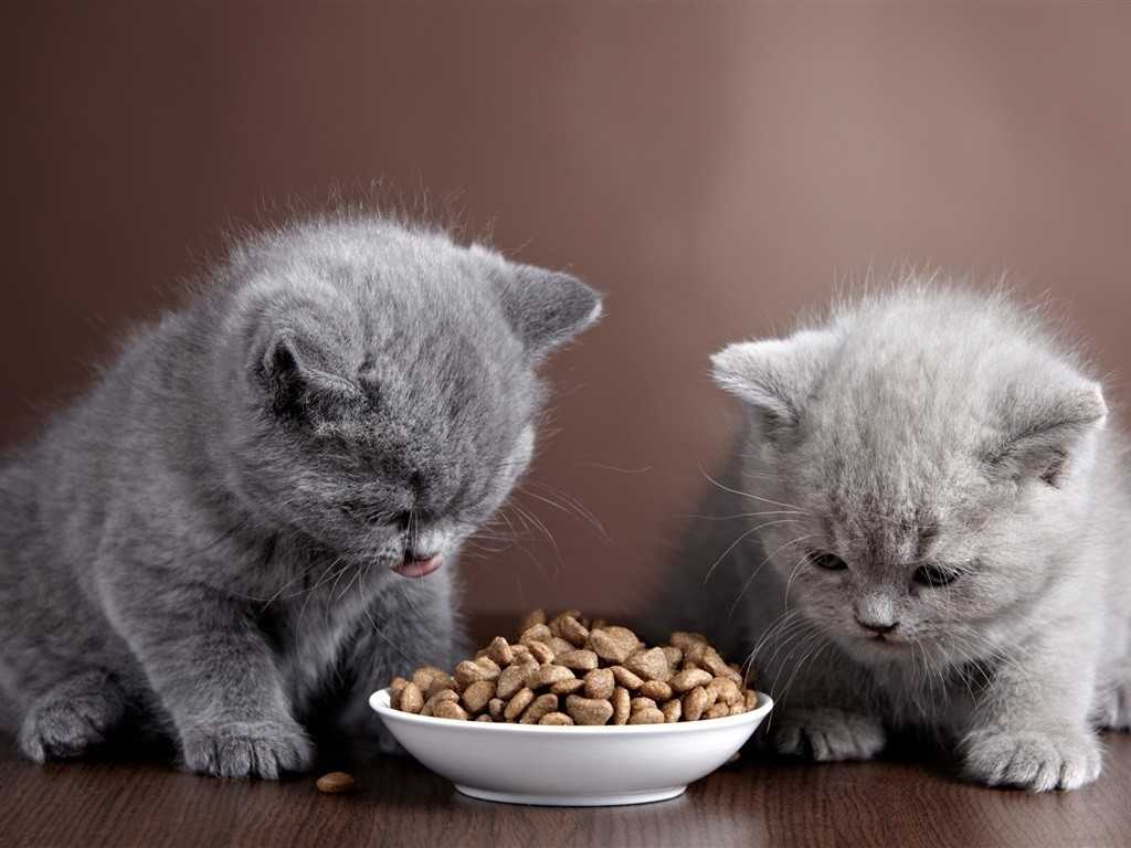 Чем кормить котенка домашней едой, что можно и категорически нельзя? чем кормить котенка: домашней пищей или сухим кормом?