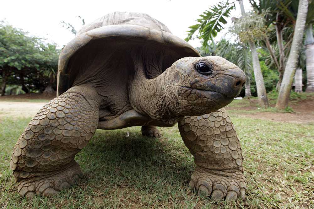 Самые старые черепахи в мире, попавшие в книгу рекордов - zefirka