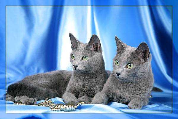 Описание породы и отзывы владельцев о русской голубой кошке