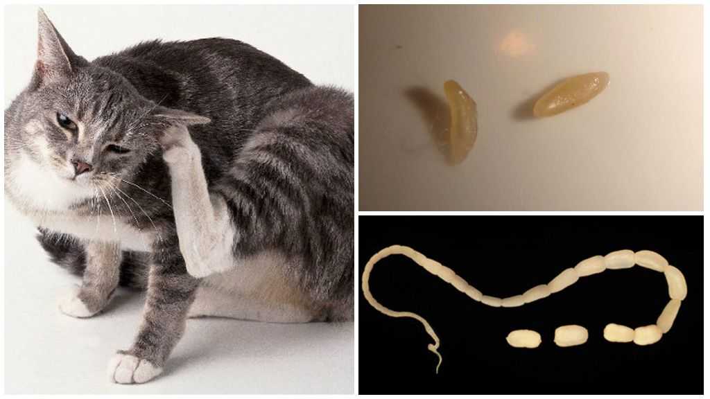 Виды паразитов, передающиеся от кошки к человеку