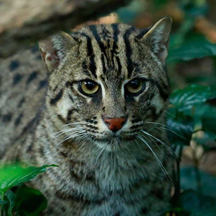 Азиатская кошка (18 фото): описание пород. как выглядят дымчатая короткошерстная кошка и кот?