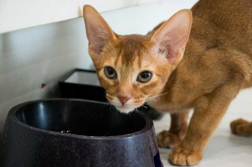 Как и чем кормить котенка в 2 месяца: организация кормления и режима, выбор типа питания – корм или натуралка, запрещенные и разрешенные продукты