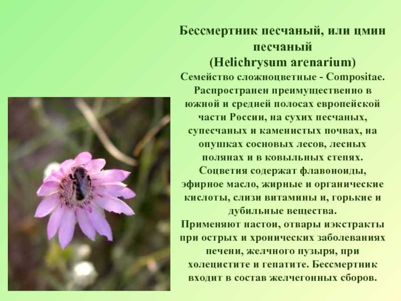 Бессмертник из италии, карри, helichrysum italicum: выращивать  все о садоводстве и дизайне сада - 2021