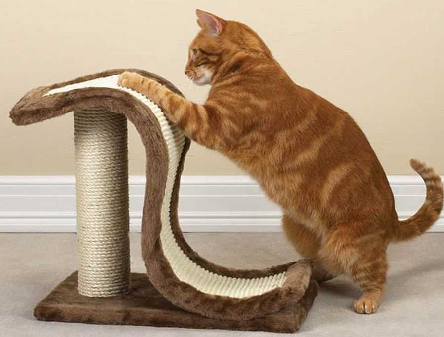Как приучить взрослую кошку к когтеточке: с помощью валерьянки или кошачьей мяты