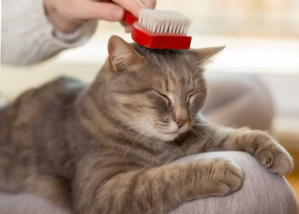 Кот саванна - что нужно знать об этой редкой породе кошек